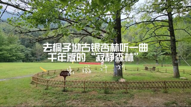 我们村“象”未来丨去桐子坳古银杏林听一曲千年版的“寂静森林”