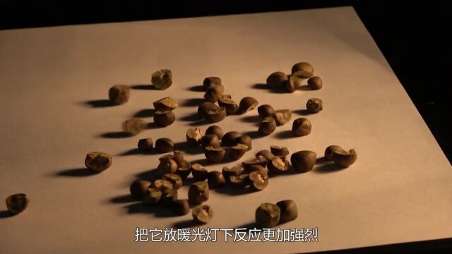 墨西哥跳豆是什么?用小刀切开跳豆内部,有趣的现象发生了