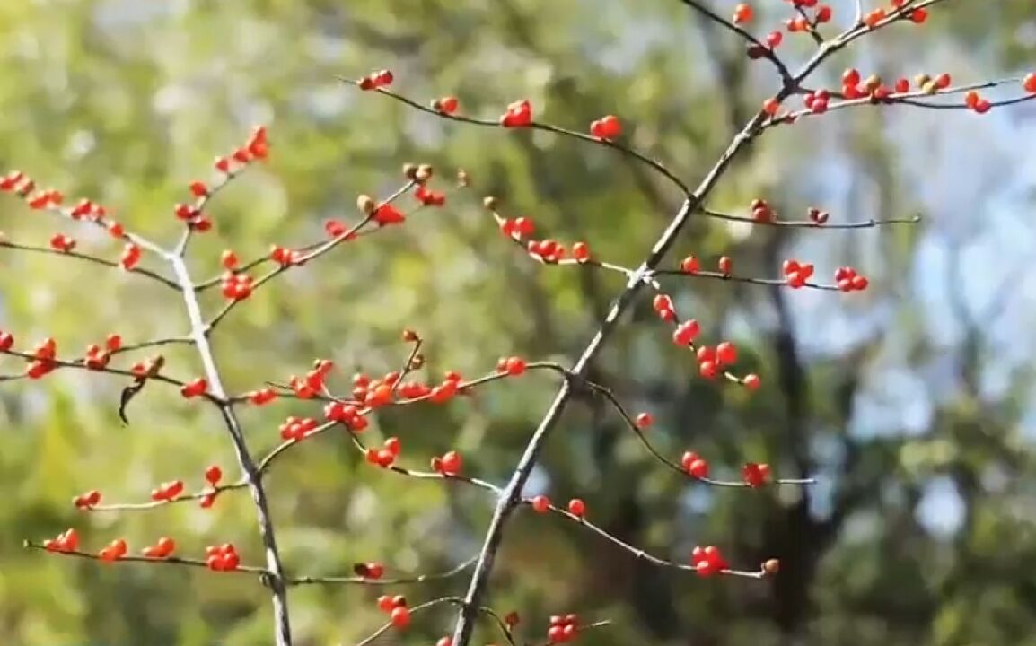 记者跟随农户跑山,大山中不仅有美味的山珍,也有诗情画意的浪漫