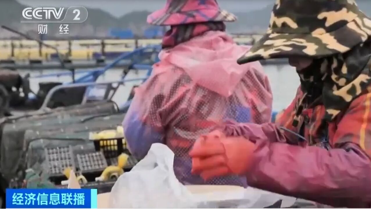 福建连江:“海上春耕”开启,20亿粒鲍鱼苗陆续入海