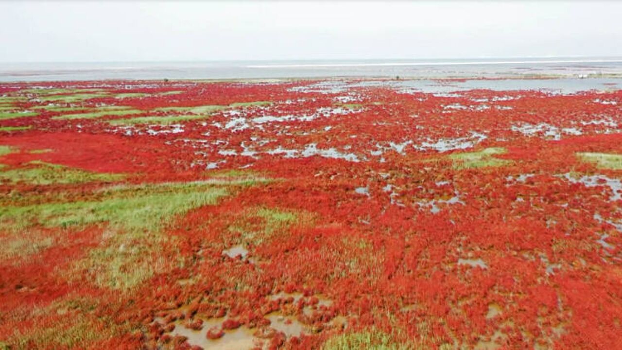 东营利津:黄河三角洲湿地 万亩“红地毯”再现浪漫秋日风情