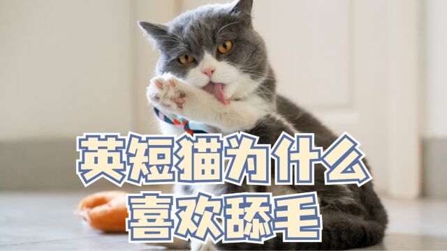 英短猫为什么喜欢舔毛,可能是以下几个原因