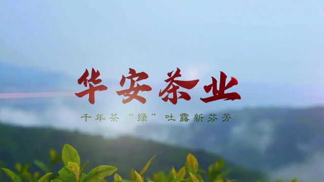 华安茶叶:千年茶“绿”吐露新芬芳