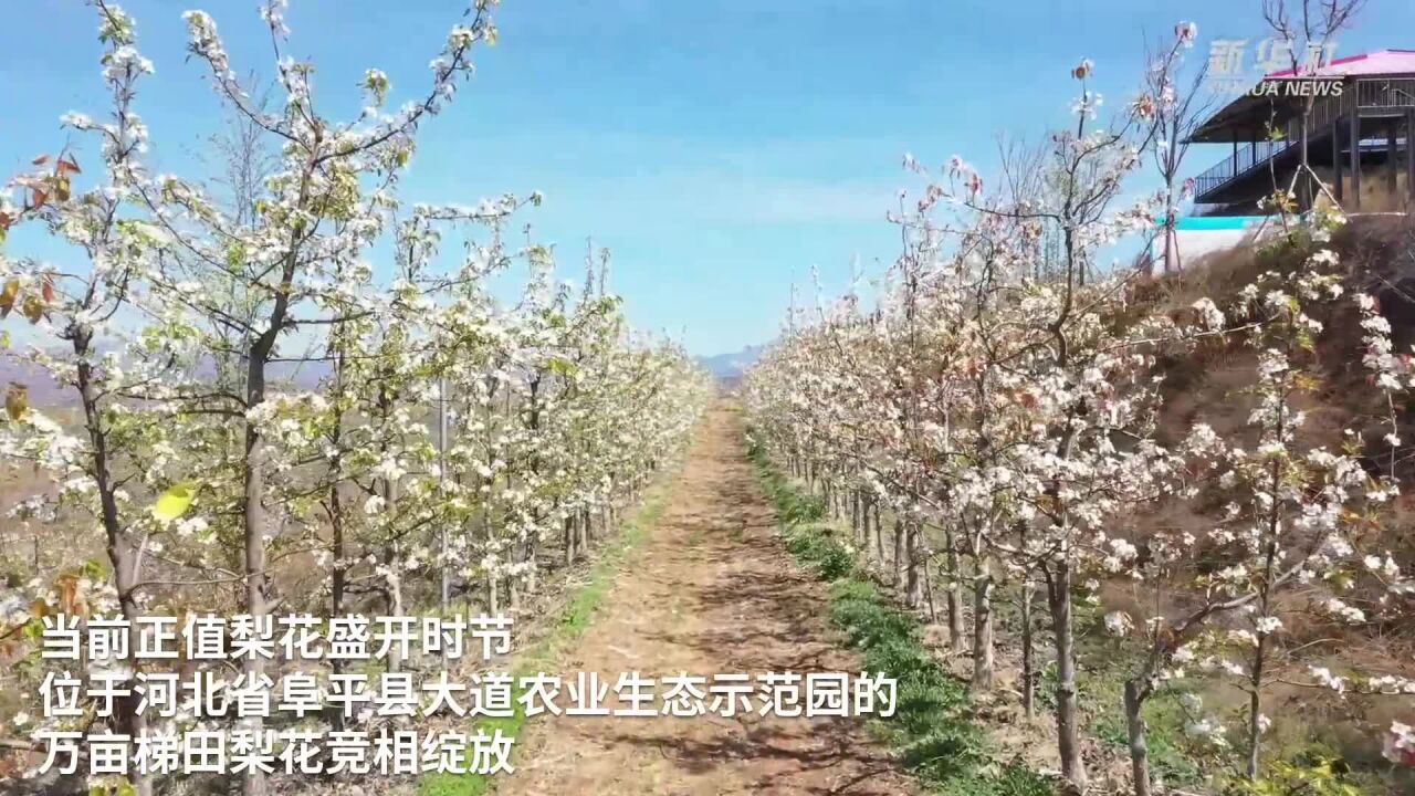 河北阜平:荒山变花海 游客踏春来