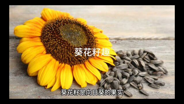 葵花籽趣事