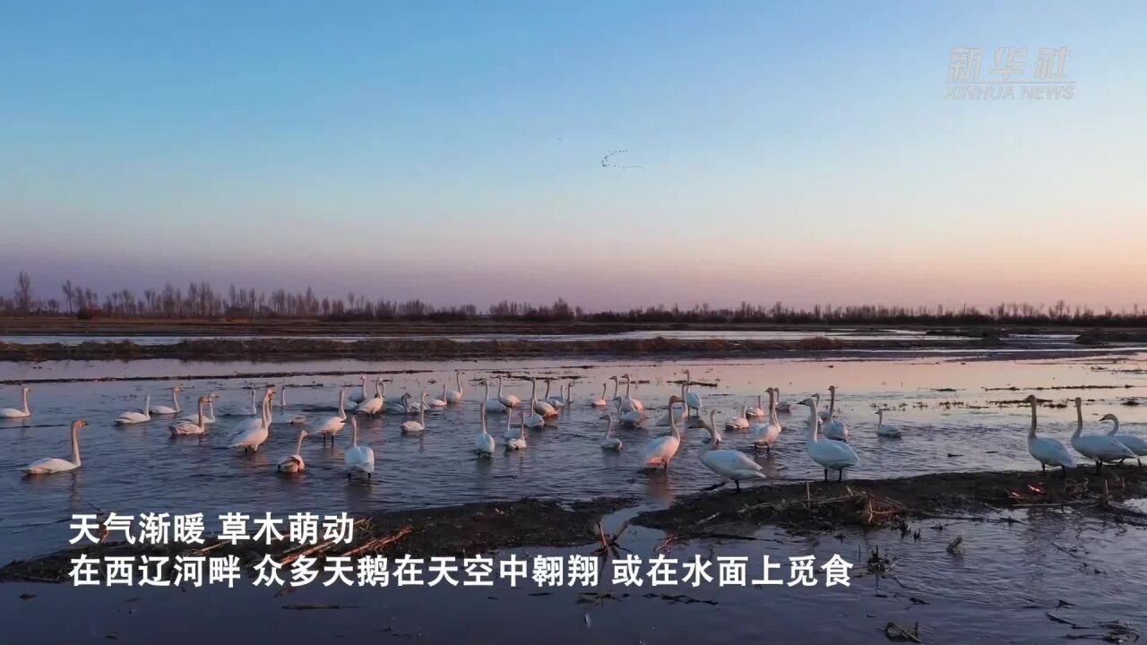 千城胜景 | 内蒙古开鲁县:春日天鹅舞