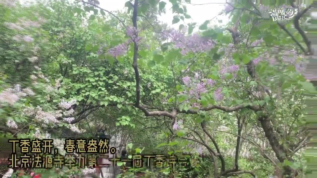 丁香盛开四月天 相聚北京法源寺古韵悠扬诵经典