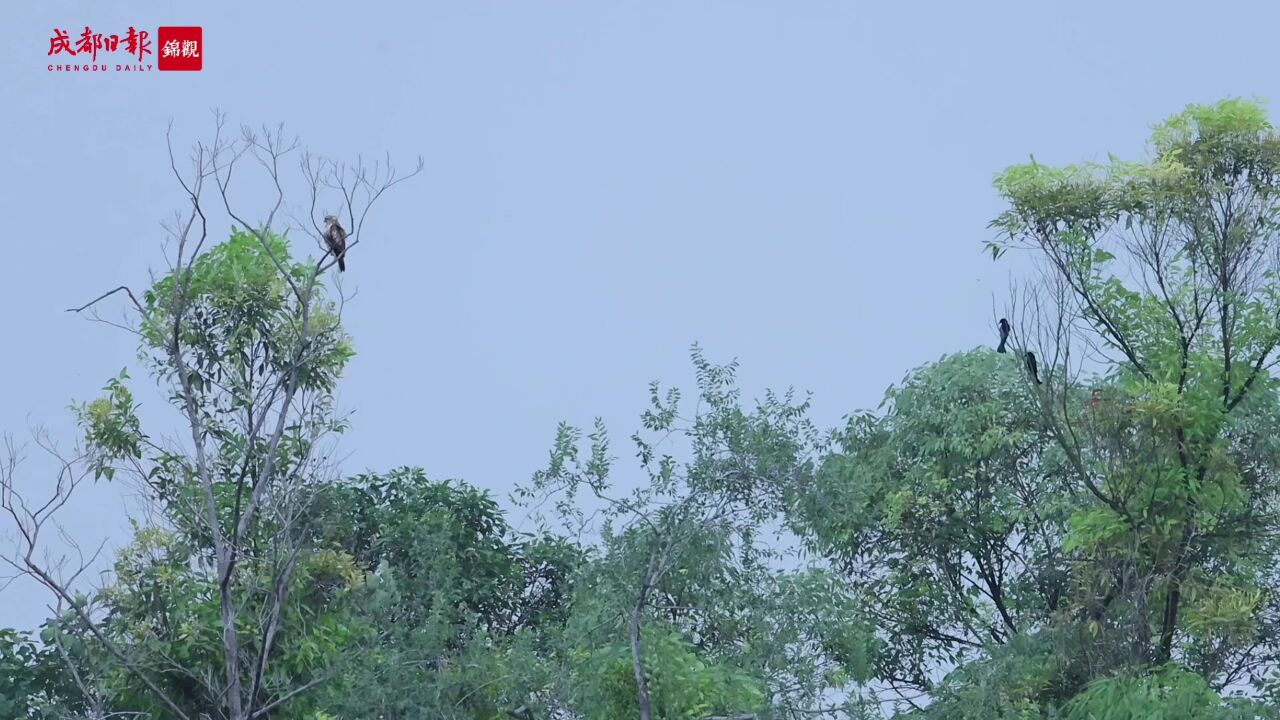 千猛过境!普通鵟大军抵达成都