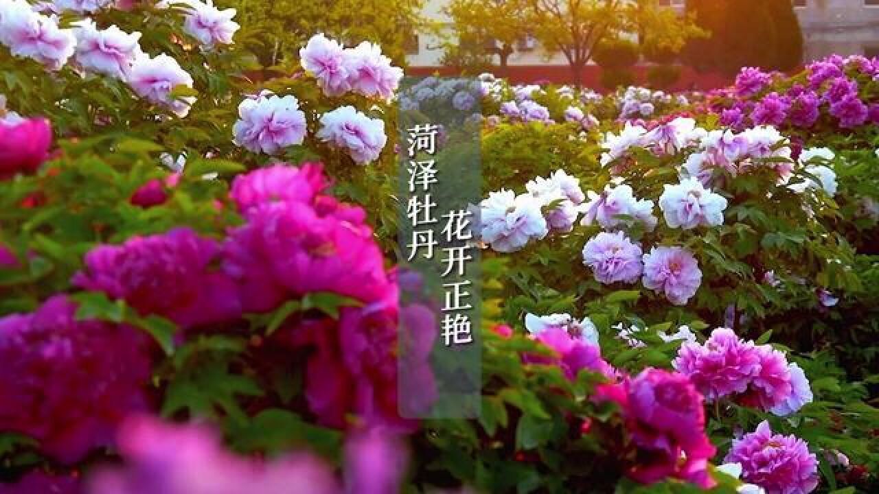 菏泽牡丹、花开正艳~菏泽1200多个品种的牡丹正在盛开,争奇斗艳、千娇百媚,随手一拍就是铺满屏幕的国色天香