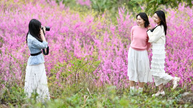 贵州岑巩:紫荆花开 春风拂面