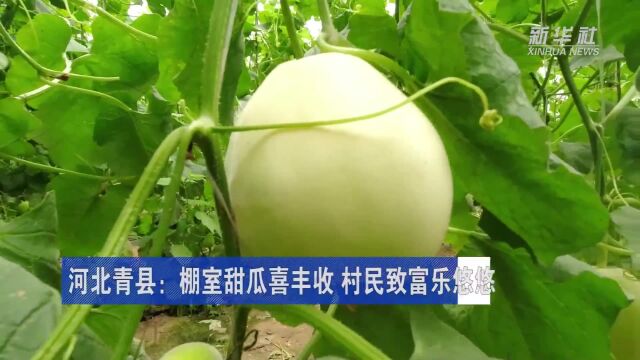 央媒看沧州 | 河北青县:棚室甜瓜喜丰收 村民致富乐悠悠