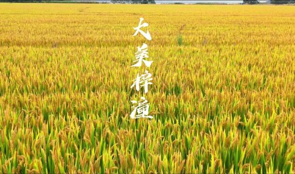 大美梓潼——五谷丰登,你想看梓潼哪里,请你在评论区里给我说#梓潼 #航拍中国 #家乡 #潼江河 #我的家乡