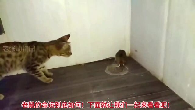 猫扇老鼠耳光!第一集!#意不意外#老鼠#猫#动物世界 #现场实拍