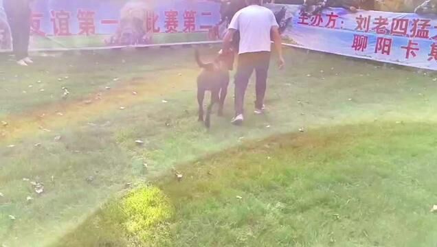 山东水城杯猛犬比赛!黑豹vs巨比.巧口咬爆巨比血管,侥幸获胜!!巨比也非常不错 意志力很顽强.