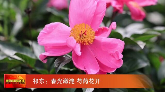 祁东:春光潋滟 芍药花开