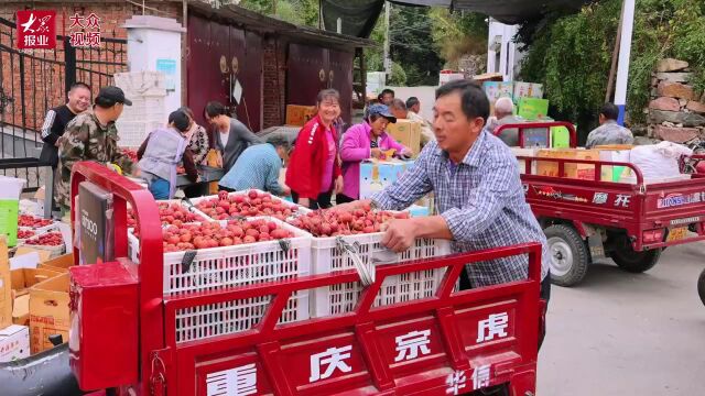 山东好景丨走,到“山楂第一村”摘山楂喽