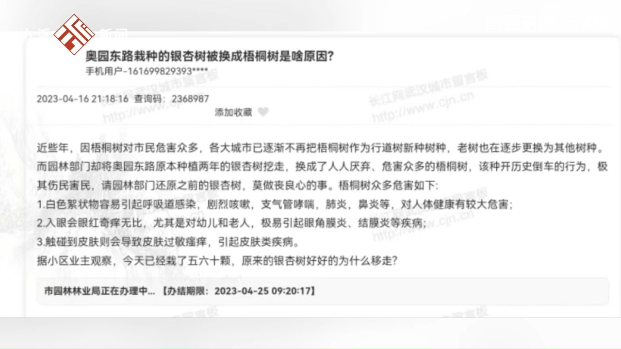 武汉园林局建议包容梧桐树的两面性 :梧桐树冠大荫浓,遮荫性好