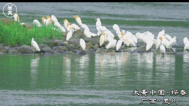 广西灵川:草长平湖白鹭飞