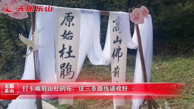 打卡峨眉山杜鹃花,这三条路线请收好→