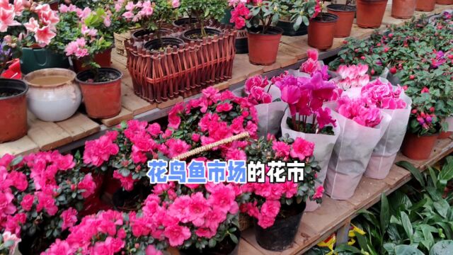 吉林市游玩系列之10(3)花鸟鱼市场的花市