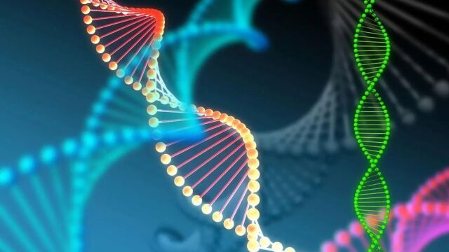 DNA多态性有哪些应用?DNA指纹又是什么?