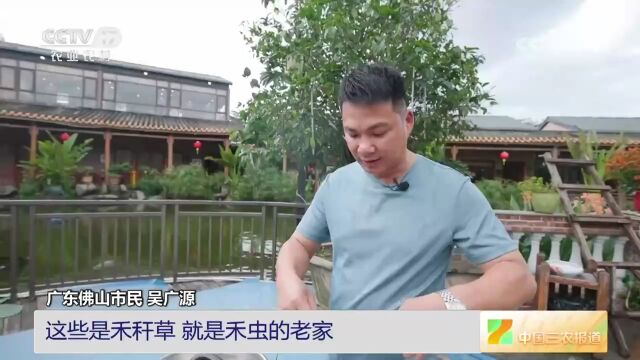 广东人的当季限定美食,有胆量下嘴吗?