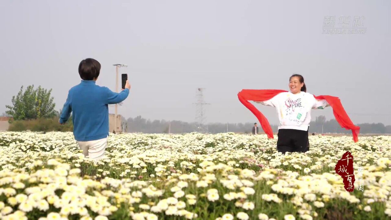 千城百县看中国|河北献县:满地繁花 助民增收