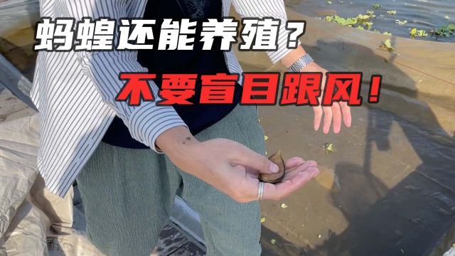 蚂蝗还能养殖?不要盲目跟风!否则亏的一塌糊涂!