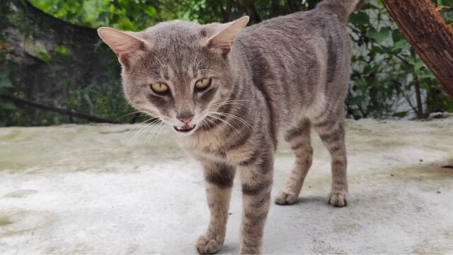 可爱的狸花猫,真讨人喜欢