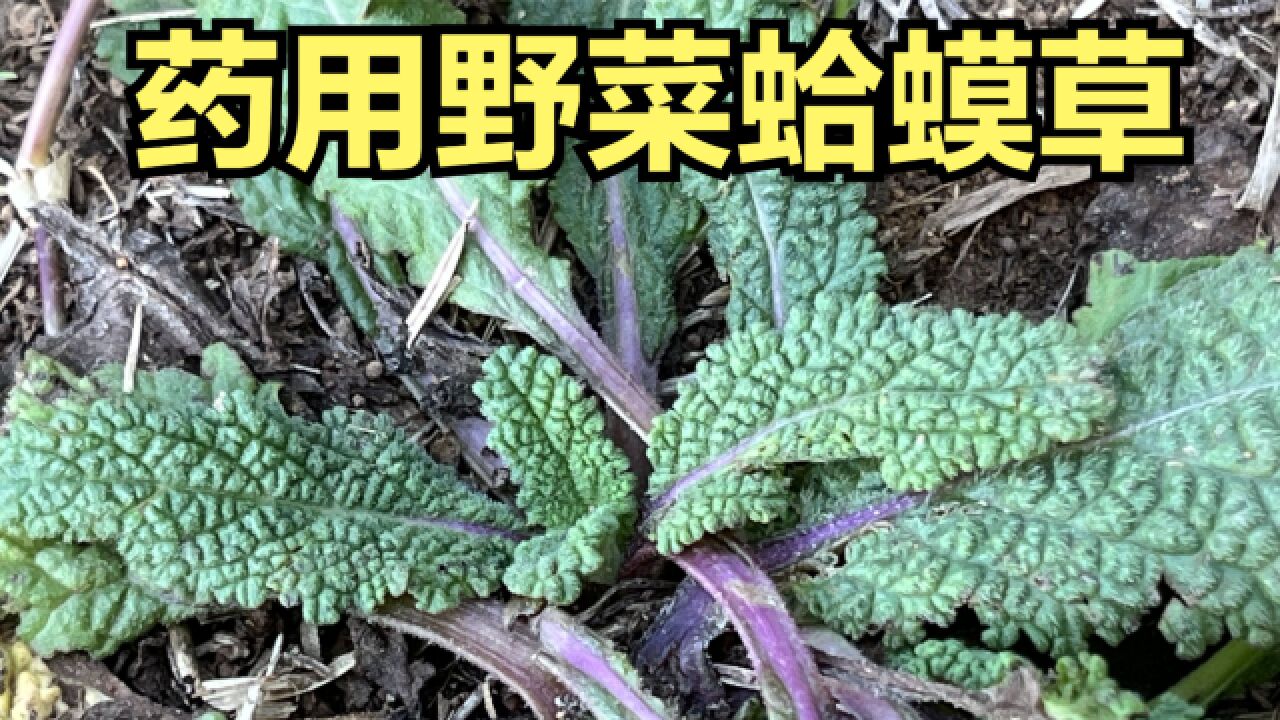 药用野菜荔枝草的三种食用方法,蛤蟆草有那么神奇吗?