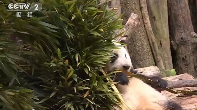 今年五一火出圈,四川成都:大熊猫“花花”人气爆棚