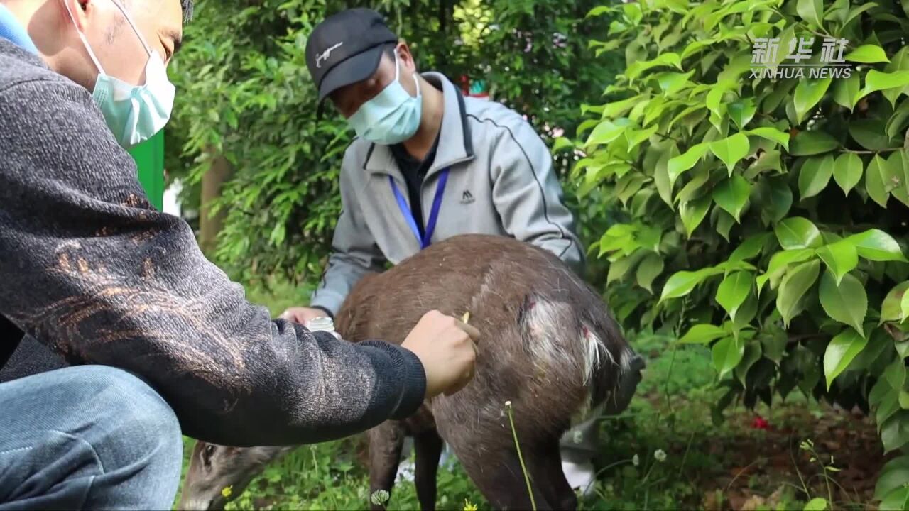 贵州习水国家级自然保护区成功救助一只受伤毛冠鹿