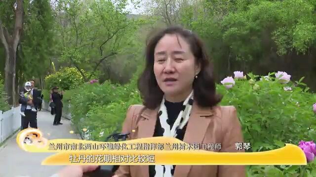 【文旅频道黄河恋】九州台牡丹竞相开放 满园国色迎客来