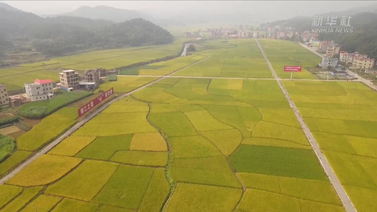 湖南蓝山:金秋时节 稻谷飘香