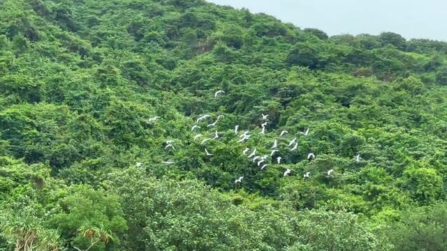 珠海海岛的沧海遗珠,生态保持得很好,没有太多的商业化,一个人,一张凳子,一杯咖啡,一片海,一个闲适的下午