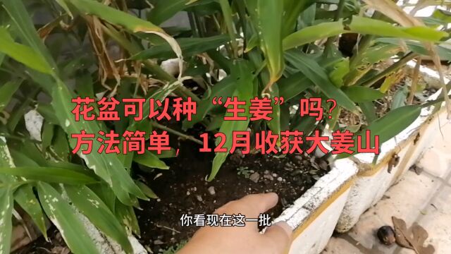 花盆可以种“生姜”吗?方法简单,12月收获大姜山