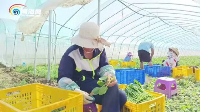 每天供应两三千斤蔬菜 琼海嘉积镇大礼村大宗洋大棚菜喜获丰收