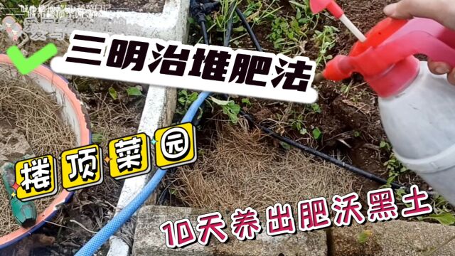 荒废一季的楼顶菜园重新翻土埋肥,三明治堆肥法10天养出肥沃黑土