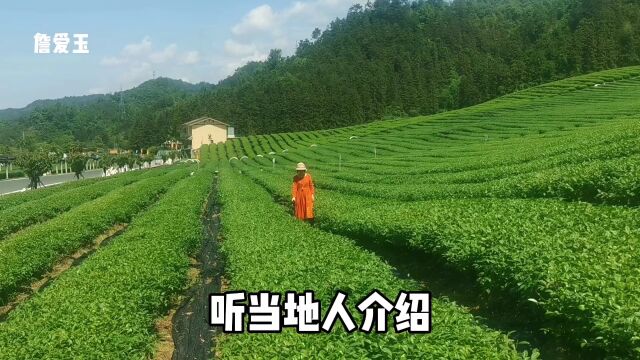 千岛湖汪村村,600亩抹茶园线条太壮观,华侨创业基地,0门票