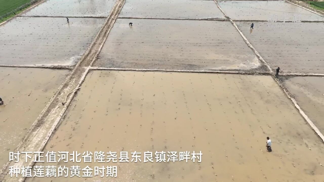 河北隆尧:旱地围池种藕忙