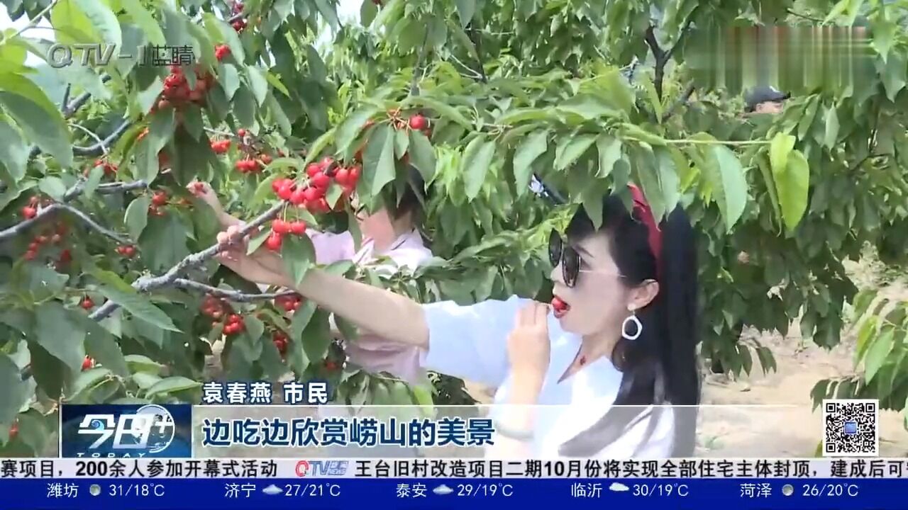 北宅大樱珠成熟,市民体验采摘乐趣,品味甜蜜时光