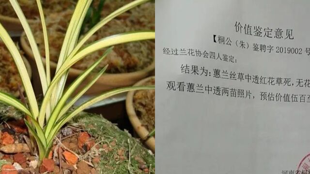 农妇掐走2枝兰花被判3缓4,雇主:系名贵品种损失达20万