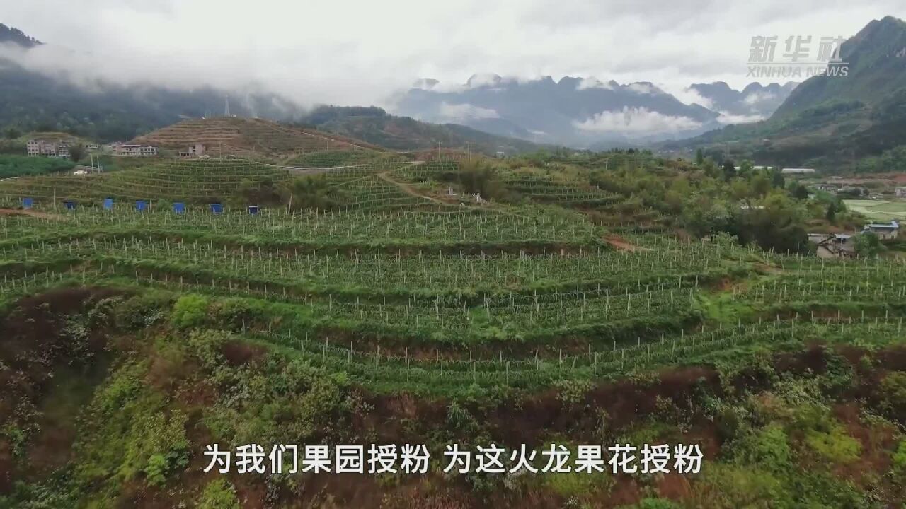 高质量发展调研行|出新绩:“生态循环”果园助力山地农业“多面开花”