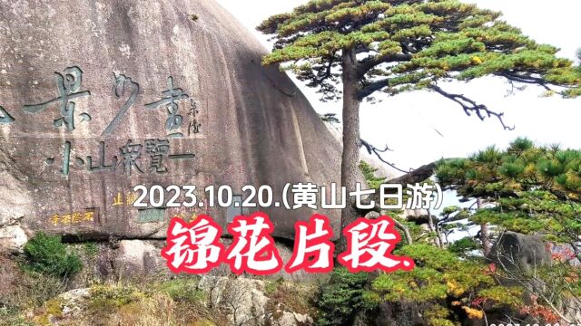 2023.10.20.(黄山七日游)锦花片段.