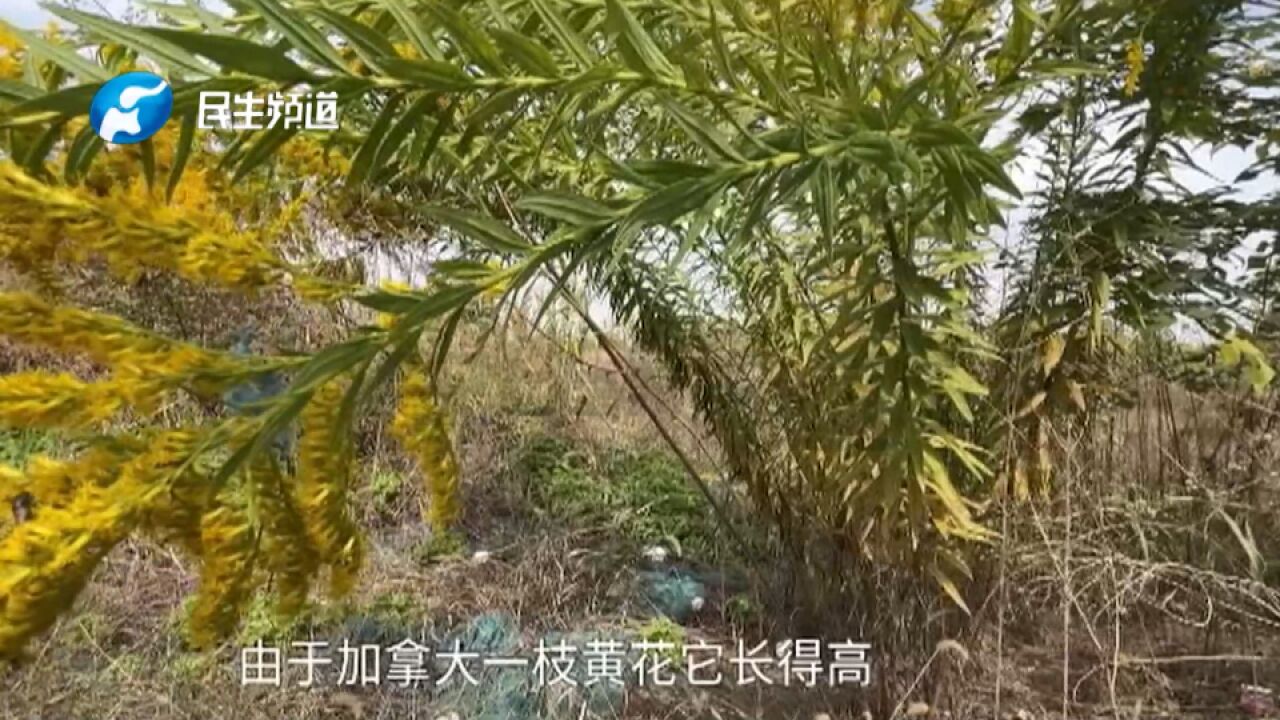 “黄花过处,寸草不生”!郑州出现“加拿大一枝黄花”!见到它立即上报!