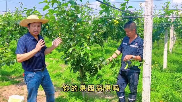 预防果实裂果、黑心、苦味、畸形,要在幼果期、膨果期及时补充钙、镁、硼等中量元素.后期补钙基本没有效果!#裂果 #一粒富钙镁肥