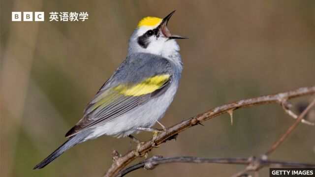 BBC随身英语:聆听大自然中的声音能让人放松?