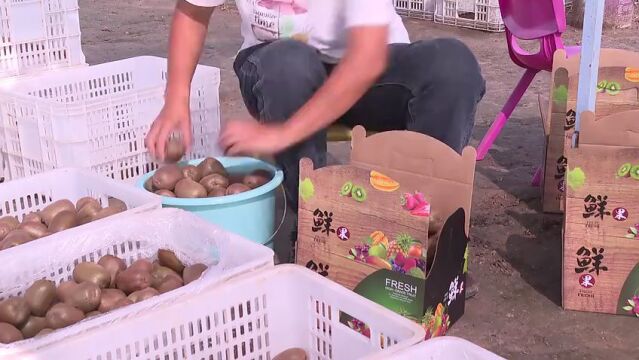 潍坊市潍城区:农场果飘香 采摘正当时