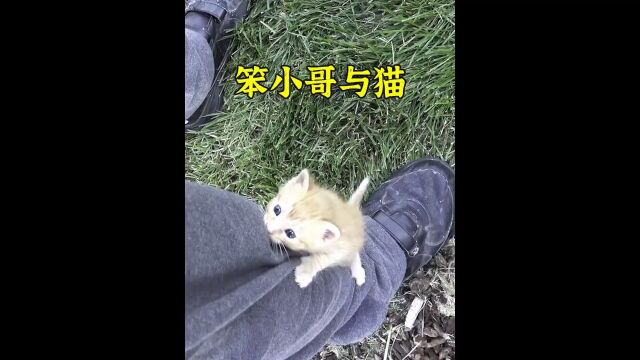 小哥公园遇到流浪猫,其中一只猫咪努力向小哥乞讨食物给同伴吃,动物也有爱.