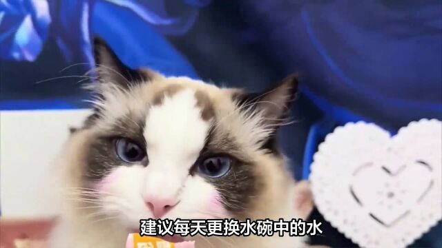 猫咪主人必看:布偶猫喜欢什么?如何养护?